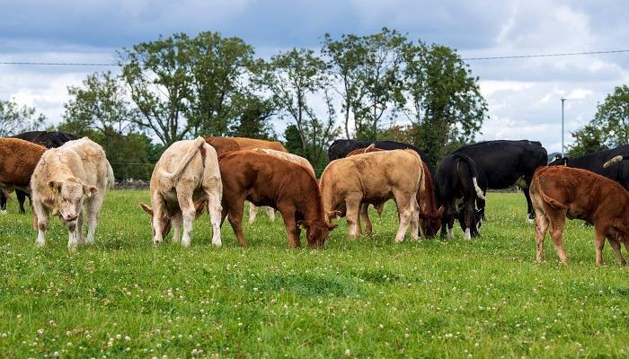 Synchronisation in the suckler herd
