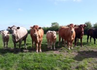 Suckler Herd Management in September
