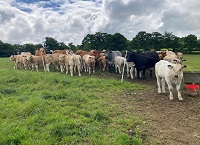 Future Beef: A review of weights, grass growth and soil fertility