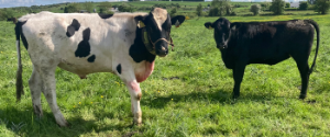 89% of herd bred in the first three weeks at Newford