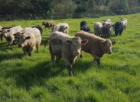 Getting Cattle out to grass