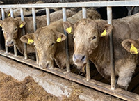 Are you supplementing your weanlings correctly?