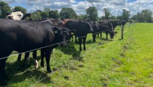 First open day at Tipperary Dairy Calf to Beef Demonstration Farm