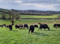 Selective Dry Cow Therapy – Dairy Farmers making life saving changes!