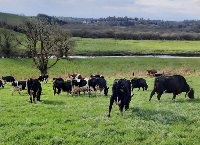 The role of nutrition and genetics in milk protein concentration this spring