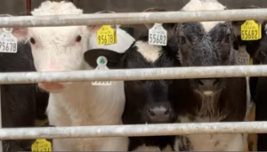 Pain relief during the calving season