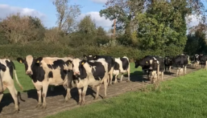 Confidence in the 16:8 milking interval split