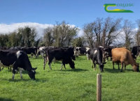How many stock bulls do you have?