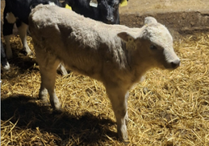 Producing a good, saleable calf without any extra work