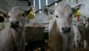 ‘Preparing your dairy-beef calves for sale in 2025’ – DairyBeef 500 to host live webinar