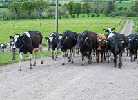 Clonakilty Agricultural College Dairy Update Jan/Feb 2022