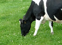 Fertilisation of clover swards