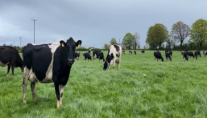 Scoring clover and progressing through breeding with John Ryan, Teagasc/Tirlán Future Farmer