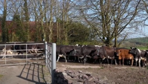 Rising to the milk solids challenge