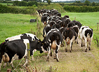 Dairy enterprise review and outlook
