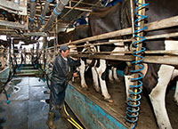 Somatic Cell Count (SCC) management in early lactation