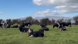 Breeding healthier, more efficient cows with John and Brendan Walsh