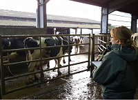 Use COW rather than milk yield to cull cows