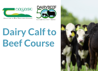 Dairy Calf to Beef Course