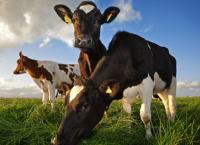 Teagasc National Dairy Conference heads to Cork and Mullingar