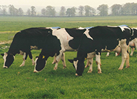 Managing the use of stock bulls