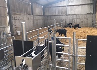 Calf Rearing & Computerised Feeding