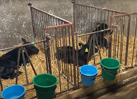 Ramping up dairy genetic gain and beefing up your calf crop