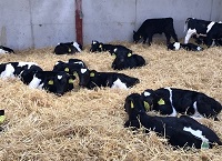 Calf scour: Know your enemy