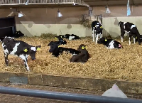 Reducing spring workload pressures on dairy farms