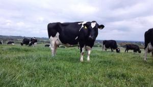 Identifying and dealing with problem cows