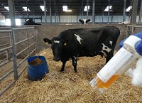 Cows at high risk of mastitis around drying off