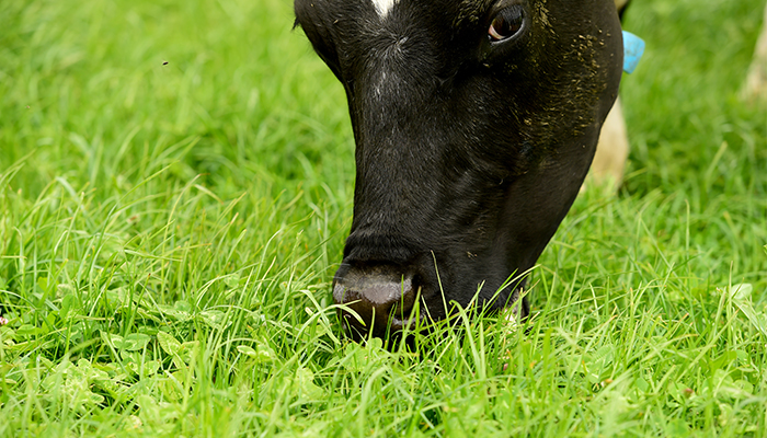 Clover 2026: the move is on