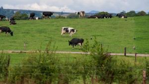 Best practices to lower GHG and ammonia emissions ‘no threat’ to dairy profitability