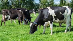 Top Five Tips for Dairy Farmers this May