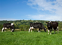 RVLs identify Schmallenberg antibody positives in some dairy herds