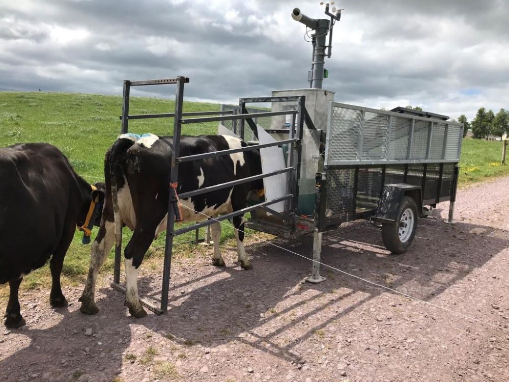 dairy cows using a green feed machine