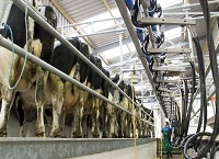 Upgrading an Old Milking Parlour