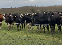 April Grazing Management on dairy farms