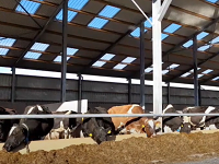 Winter Management of In-Calf Dairy Heifers