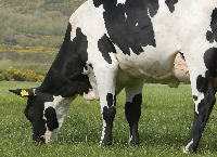 Sexed semen in the Irish dairy industry