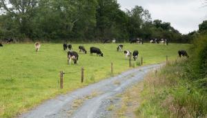 A place for white clover in the ‘BMW’ region?