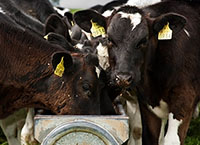 Correct concentrate feeding – the key to rumen development in your calves