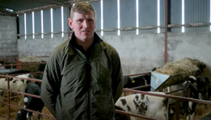 Maximising beef calf potential through sexed semen use