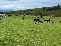 The Importance of the 1st spring grazing