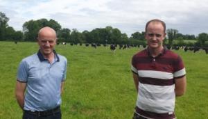 Adding continental sires to the dairy breeding mix