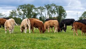 Beef Welfare Scheme 2024: Key details and how to apply