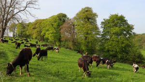 How’s breeding progressing at Moorepark?