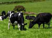 Organic Dairying – A conversion experience