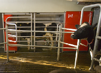 Getting the basics right – Robotic milking