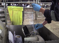 Getting the timing right with sexed semen